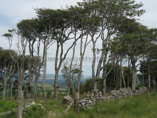 Bagtor Trees